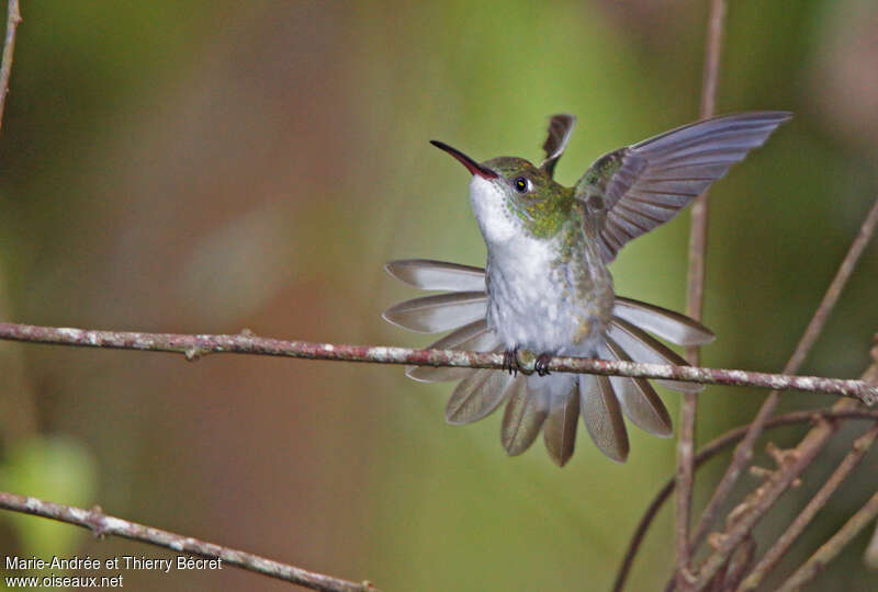 White-bellied Hummingbirdadult, Flight