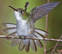 White-bellied Hummingbird