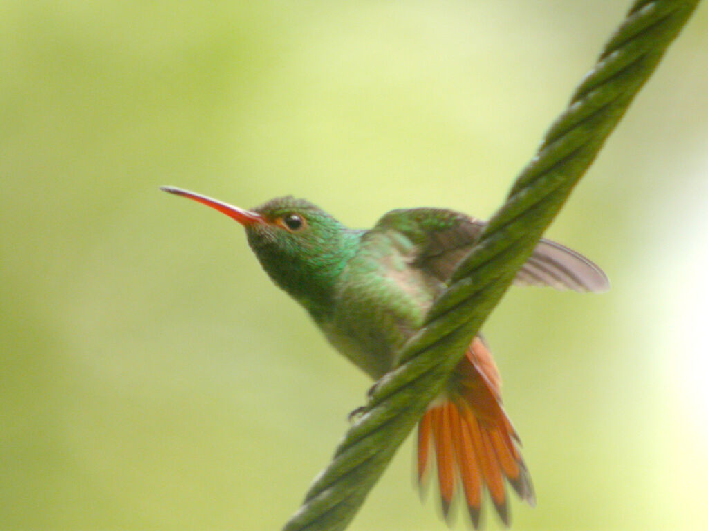 Rufous-tailed Hummingbird