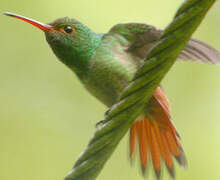 Rufous-tailed Hummingbird