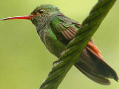 Rufous-tailed Hummingbird