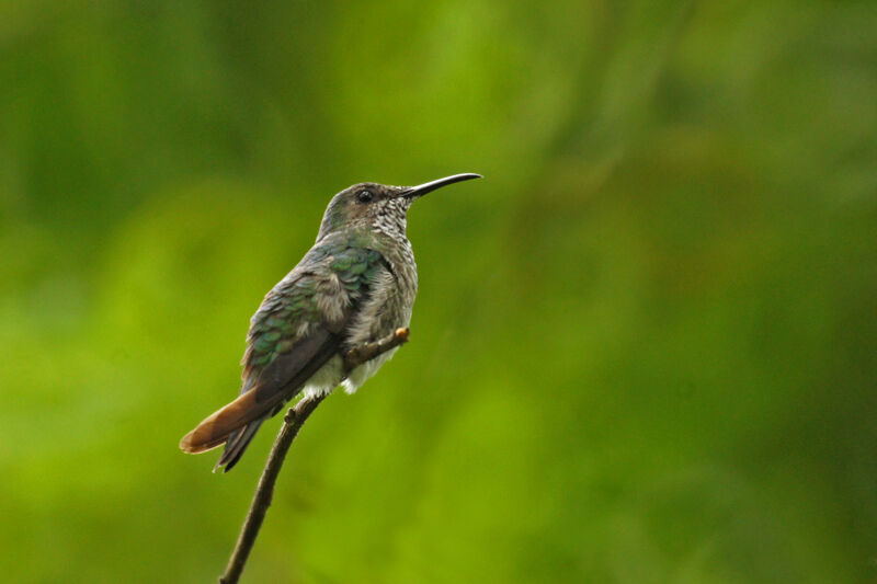 Rufous-tailed Hummingbird