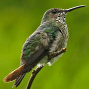 Rufous-tailed Hummingbird