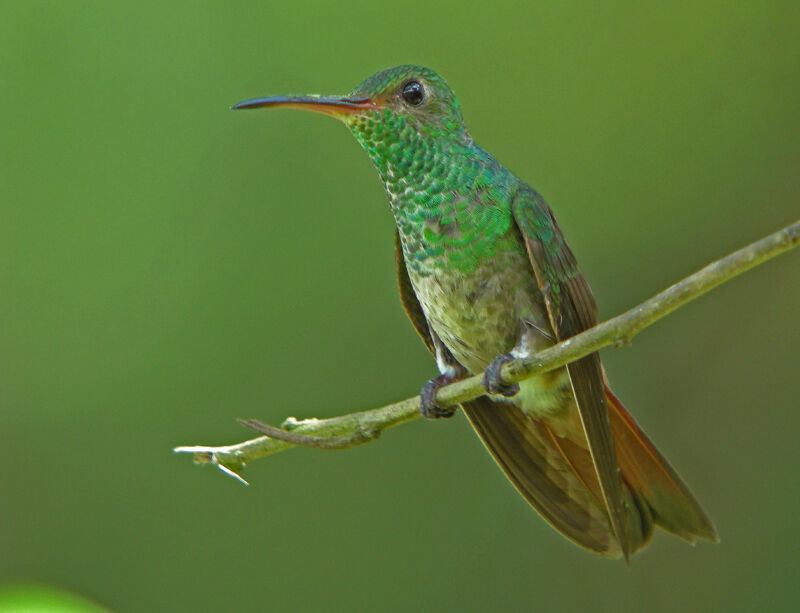 Rufous-tailed Hummingbird
