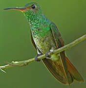 Rufous-tailed Hummingbird