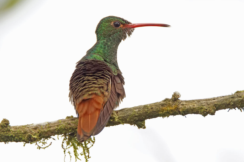 Rufous-tailed Hummingbird