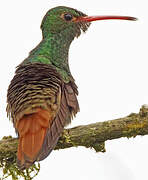 Rufous-tailed Hummingbird