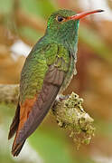 Rufous-tailed Hummingbird