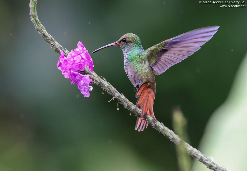 Ariane à ventre gris