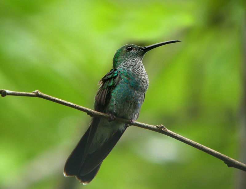 Blue-chested Hummingbird