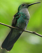 Blue-chested Hummingbird