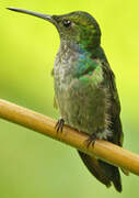 Blue-chested Hummingbird