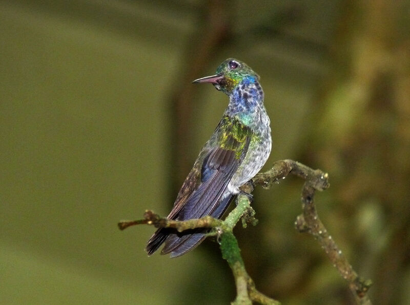 Blue-chested Hummingbird