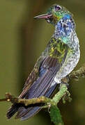 Blue-chested Hummingbird