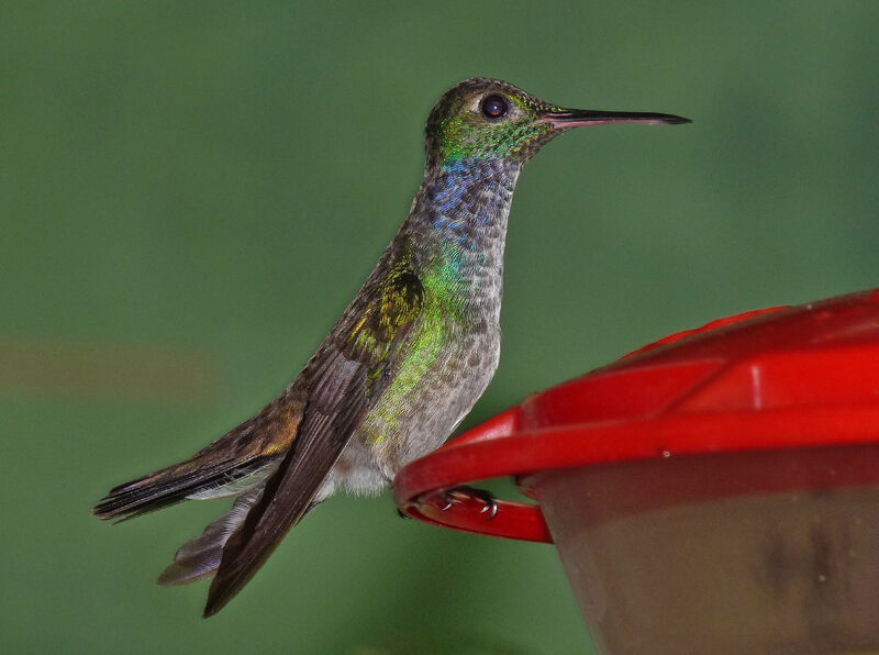 Blue-chested Hummingbird