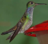 Blue-chested Hummingbird