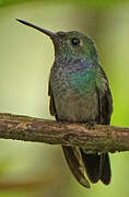 Blue-chested Hummingbird