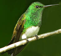 Snowy-bellied Hummingbird