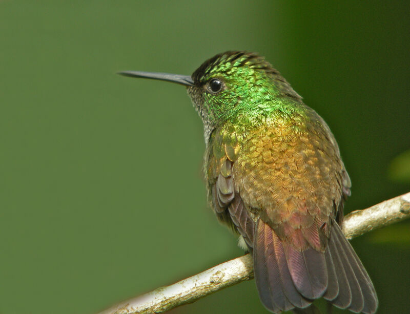 Snowy-bellied Hummingbird