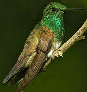 Snowy-bellied Hummingbird