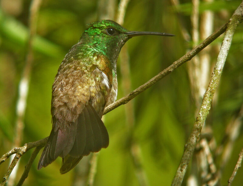 Snowy-bellied Hummingbird