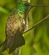 Snowy-bellied Hummingbird