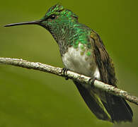 Snowy-bellied Hummingbird