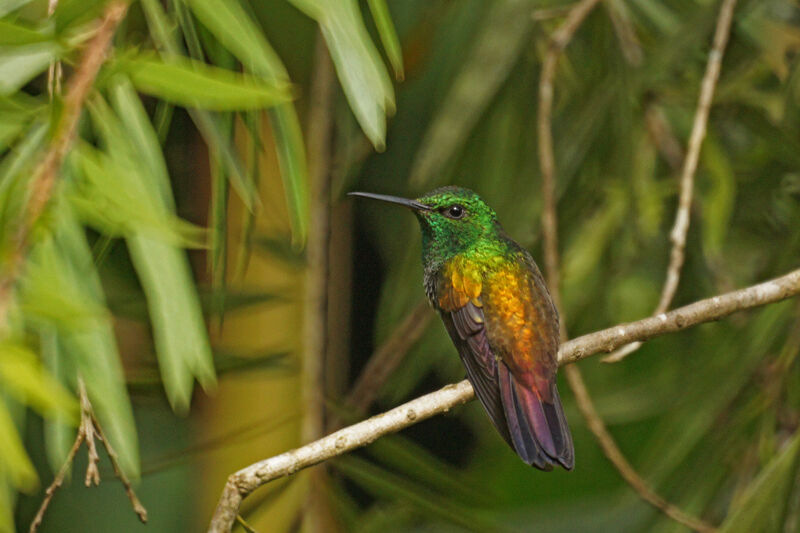 Snowy-bellied Hummingbird