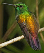 Snowy-bellied Hummingbird