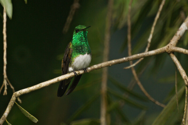 Snowy-bellied Hummingbird