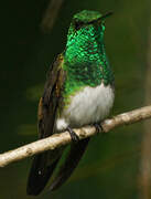 Snowy-bellied Hummingbird