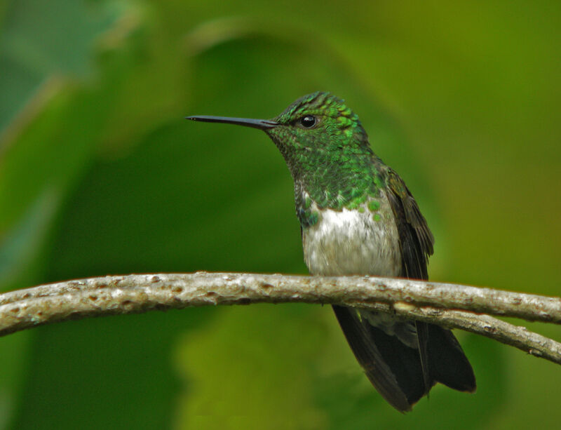 Snowy-bellied Hummingbirdadult, identification