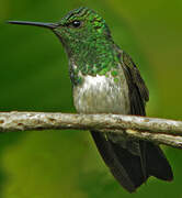 Snowy-bellied Hummingbird