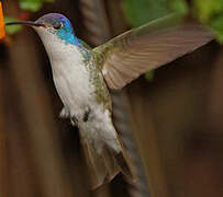 Andean Emerald