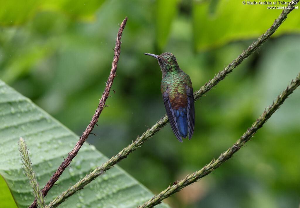 Blue-vented Hummingbird