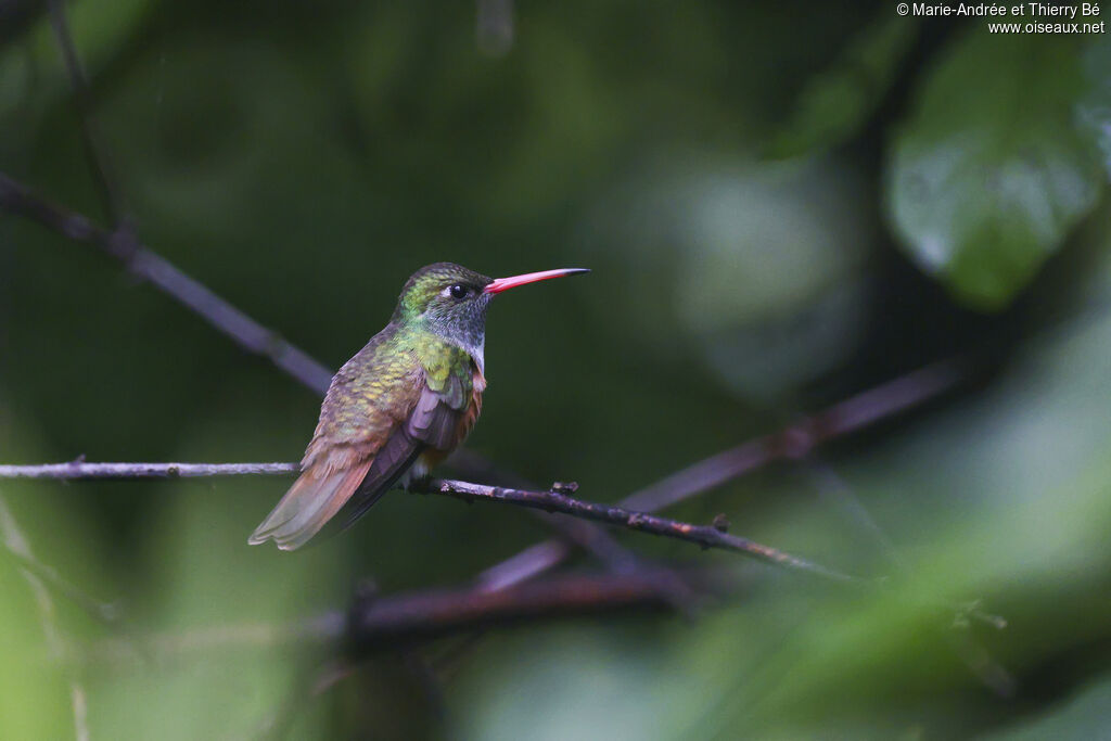 Amazilia Hummingbird