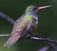 Amazilia Hummingbird