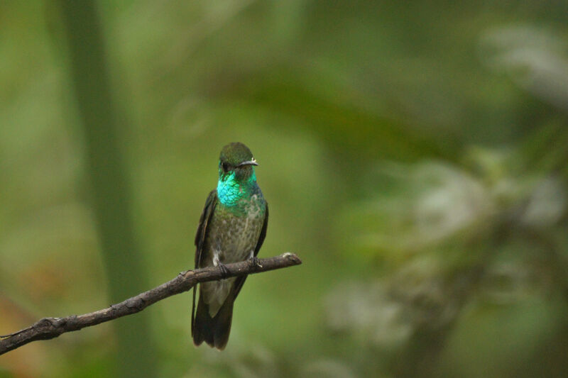 Versicolored Emerald