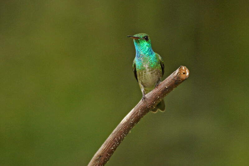 Versicolored Emerald