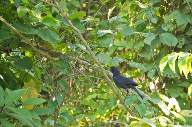 Blue Whistling Thrush