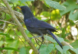 Blue Whistling Thrush