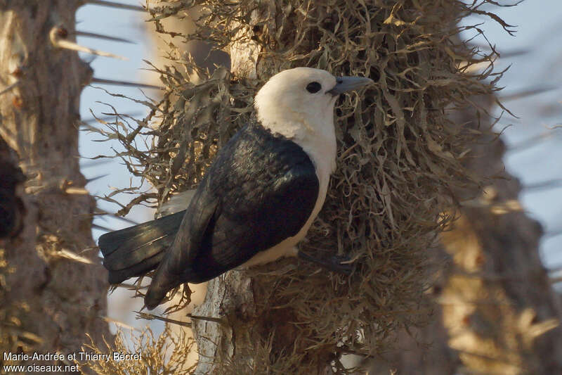 White-headed Vanga, identification