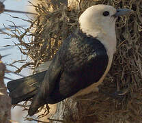 White-headed Vanga