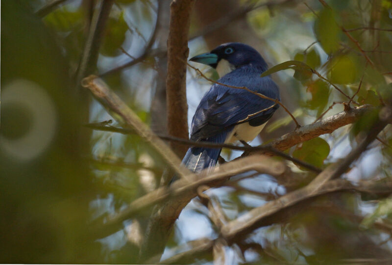 Madagascar Blue Vanga male
