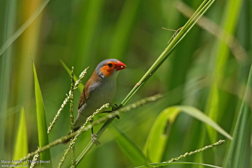 Orange-cheeked Waxbilladult, feeding habits, eats