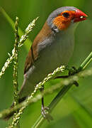 Orange-cheeked Waxbill