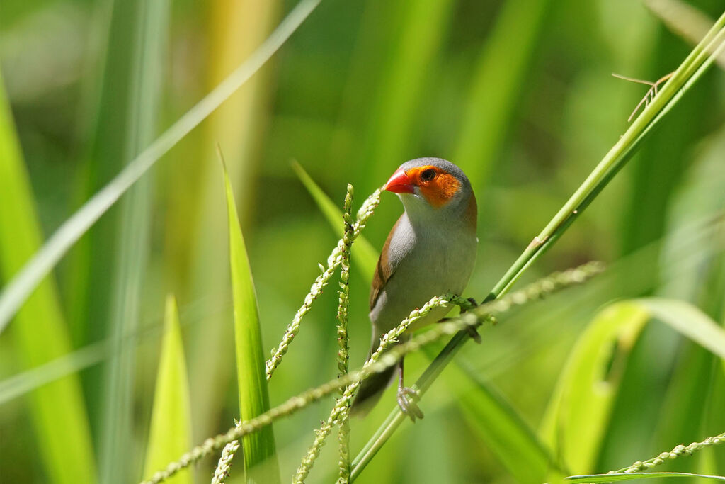 Orange-cheeked Waxbill