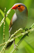 Orange-cheeked Waxbill