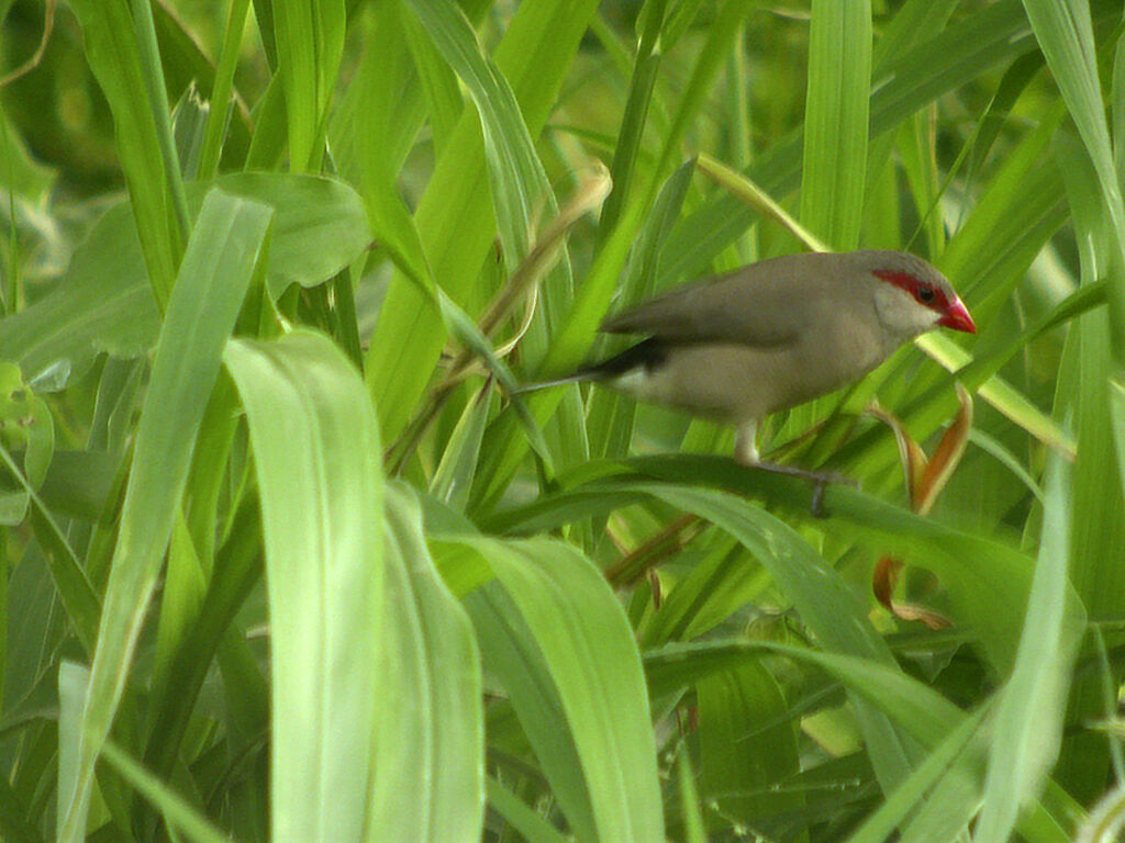 Black-rumped Waxbill