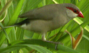 Black-rumped Waxbill